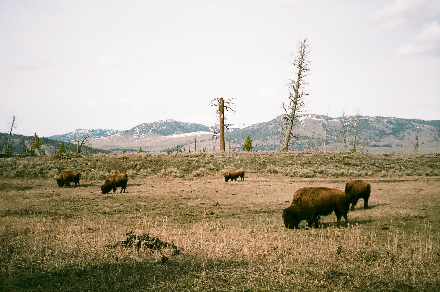 a group of bison at yellowstone national park